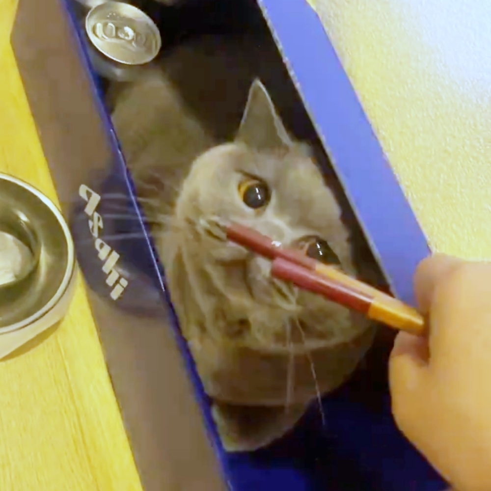 箱から顔をのぞかせるかんぱちちゃん