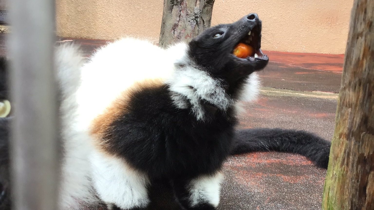 ミニトマトを食べるエリマキキツネザル
