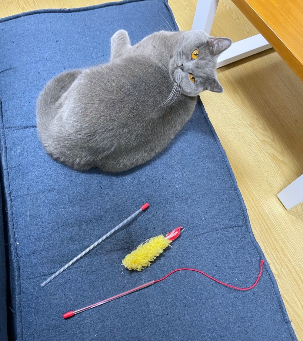 大好きなエビフライの“ねこじゃらし”。遊びすぎてバラバラに……！