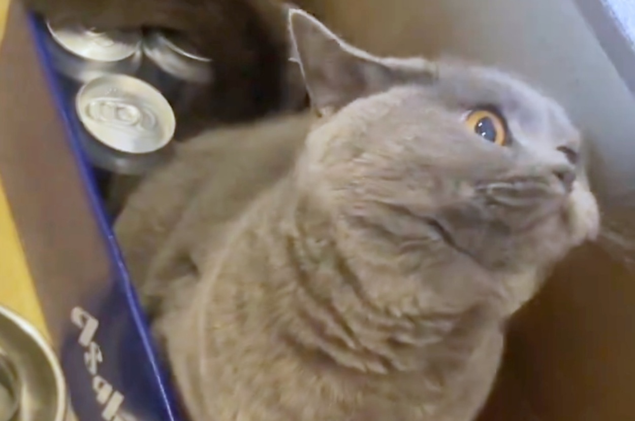 箱の中から出てくるかんぱちちゃん