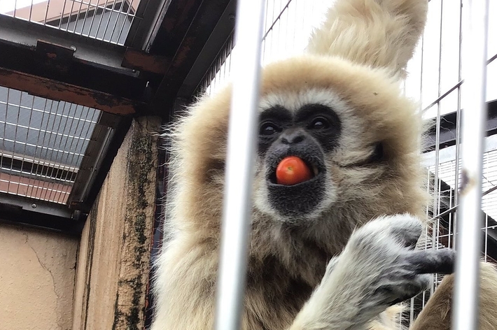 ミニトマトをくわえるシロテナガザル