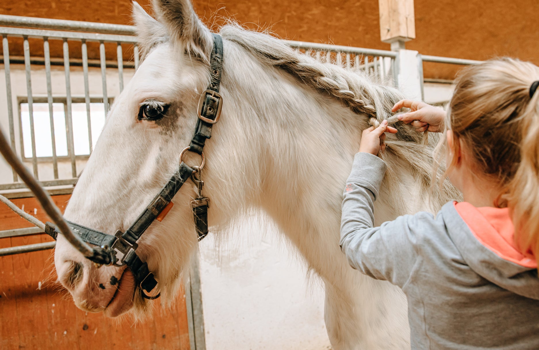 A girl braids the mane of a white horse inside a stable