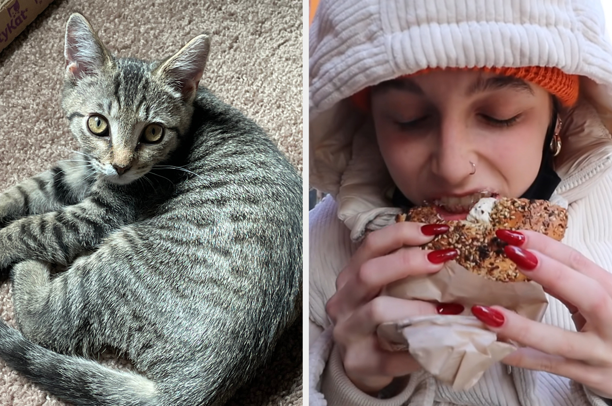 On the left, a tabby cat lying curled up on the floor, and on the right, Emma Chamberlain eating an everything bagel with cream cheese
