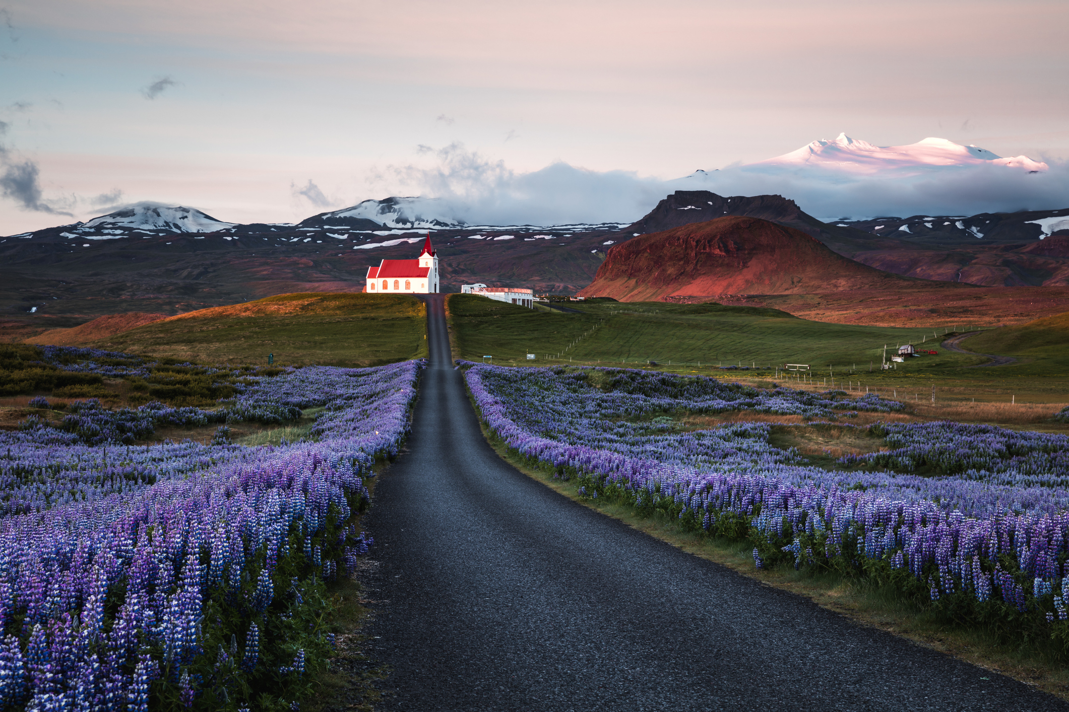 A solitary church sits at the end of a long road, surrounded by fields of purple lupines with mountains in the background