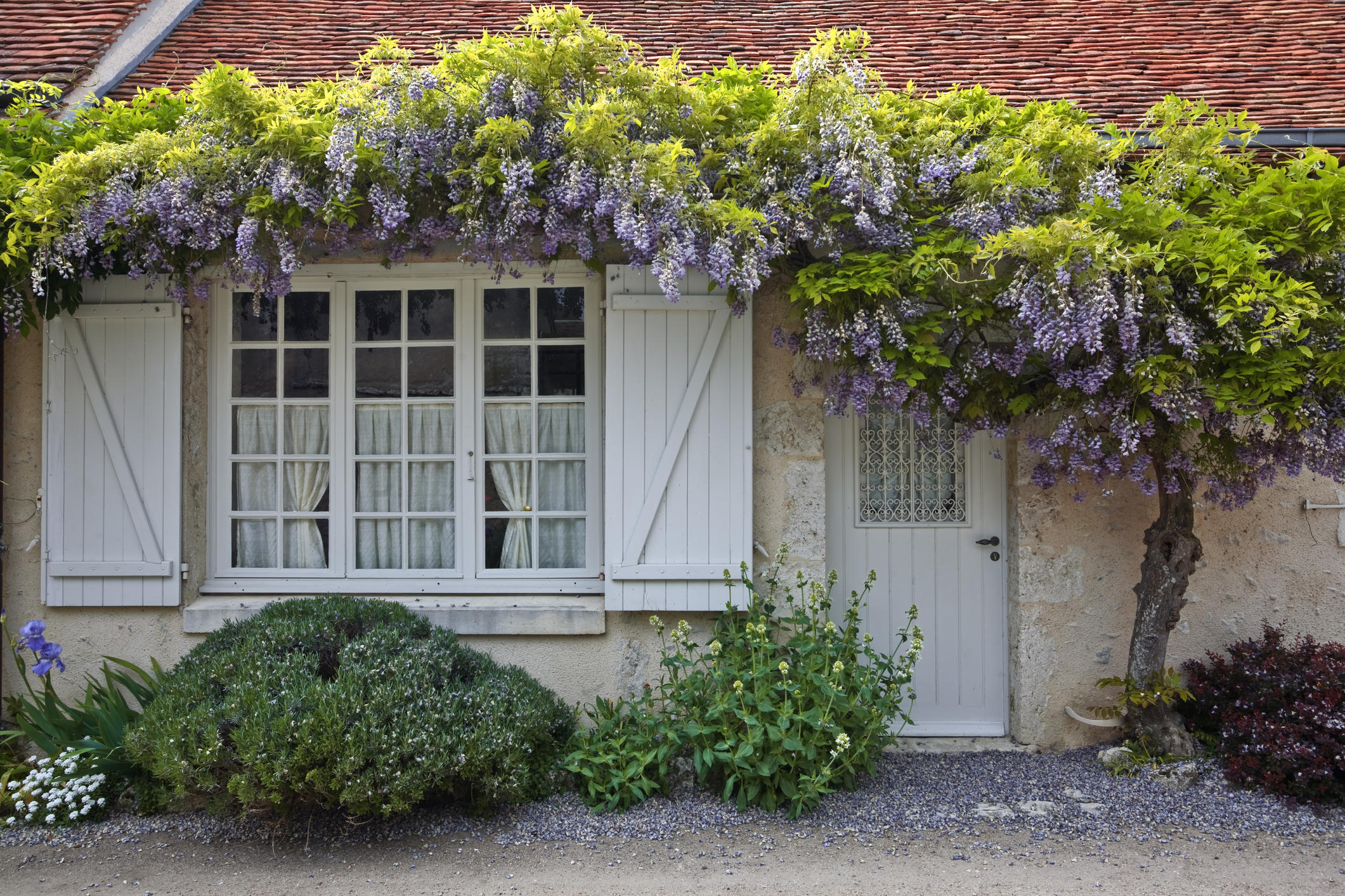 A charming cottage with white shutters, a large window, and a door. Purple flower vines cascade over the roof, adding an enchanting touch