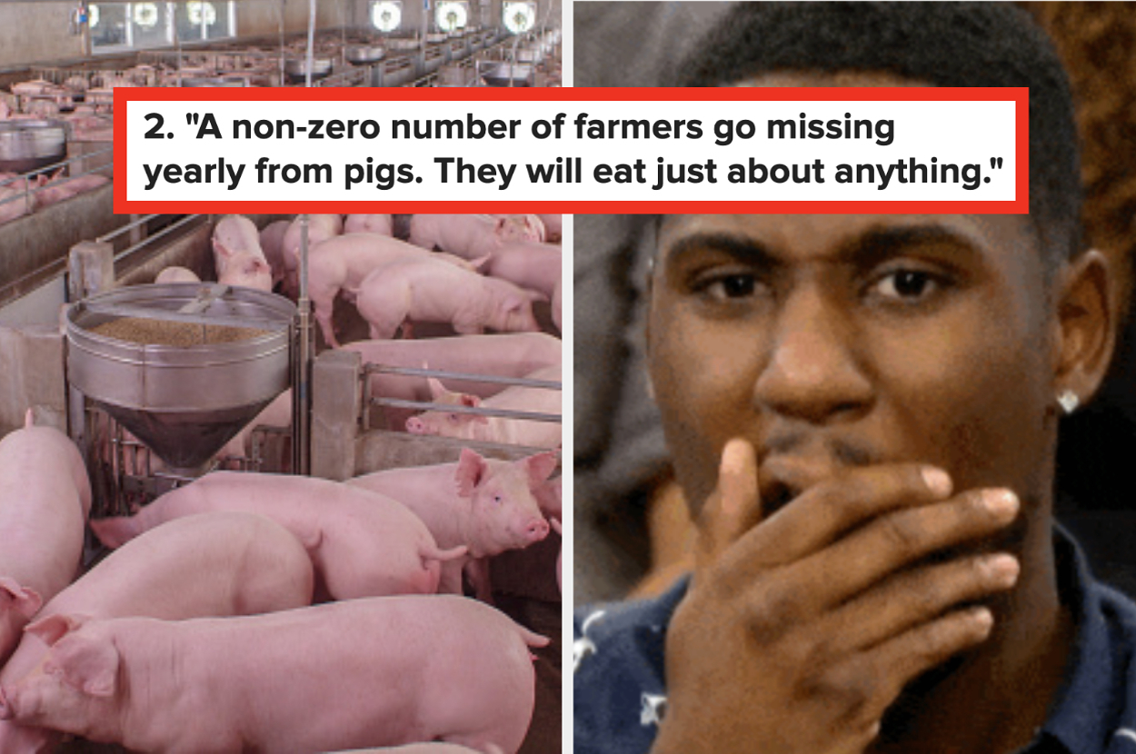 Left: Pigs in a farm enclosure. Right: Close-up of a man holding his hand to his mouth in surprise. Text reads: 2. "A non-zero number of farmers go missing yearly from pigs. They will eat just about anything."
