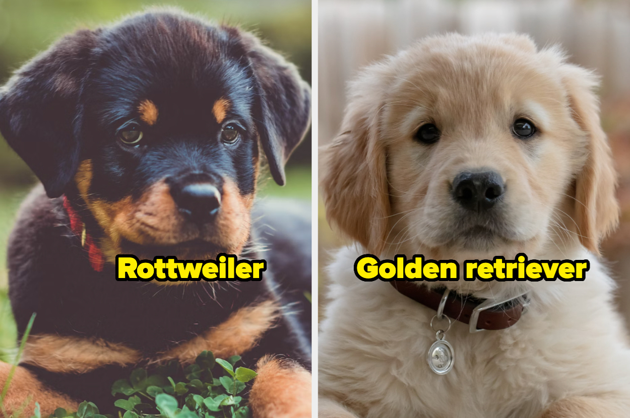 Dos cachorros uno al lado del otro: un rottweiler a la izquierda y un golden retriever a la derecha