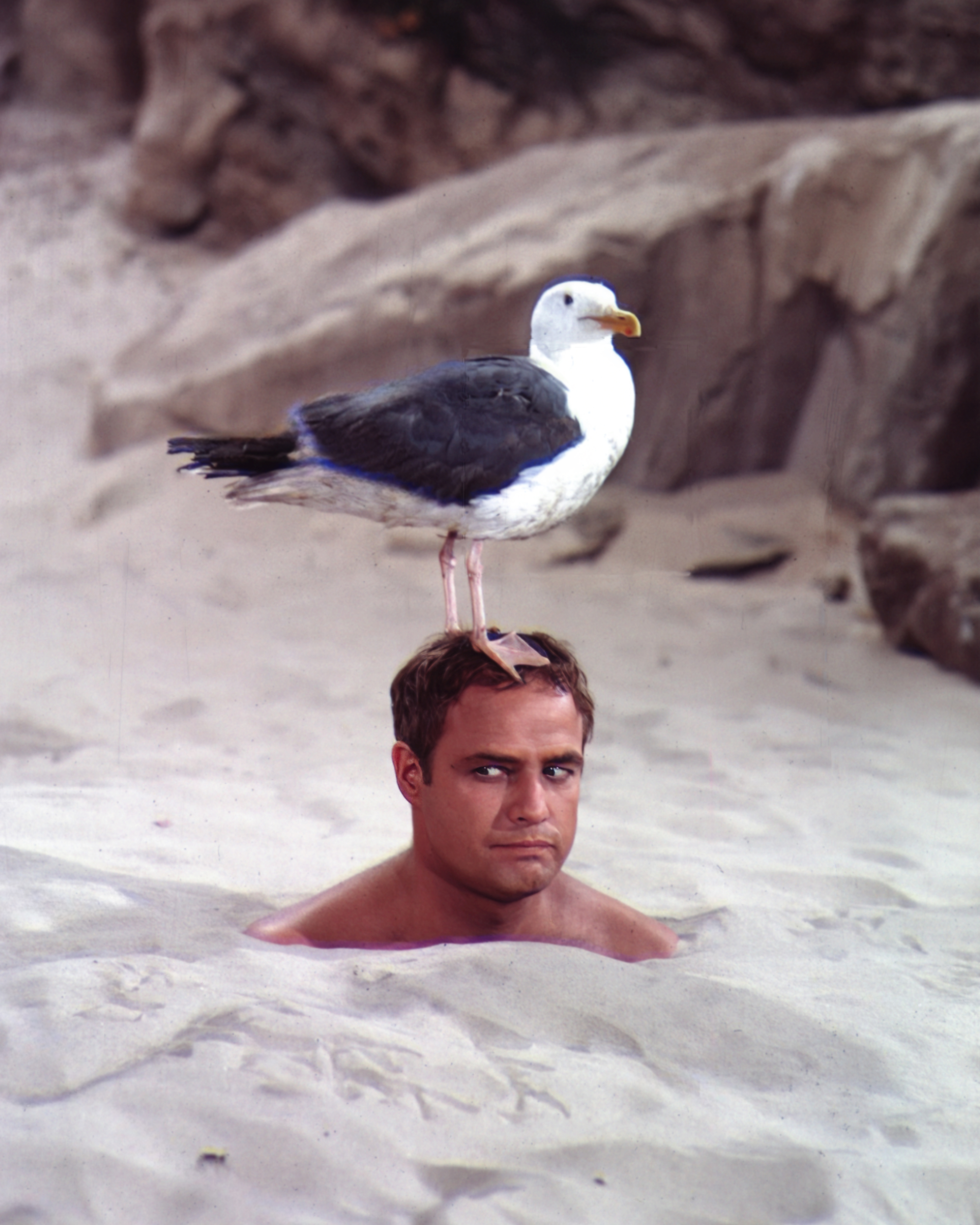 A man buried up to his neck in sand stares directly at the camera as a seagull stands on his head in a beach setting