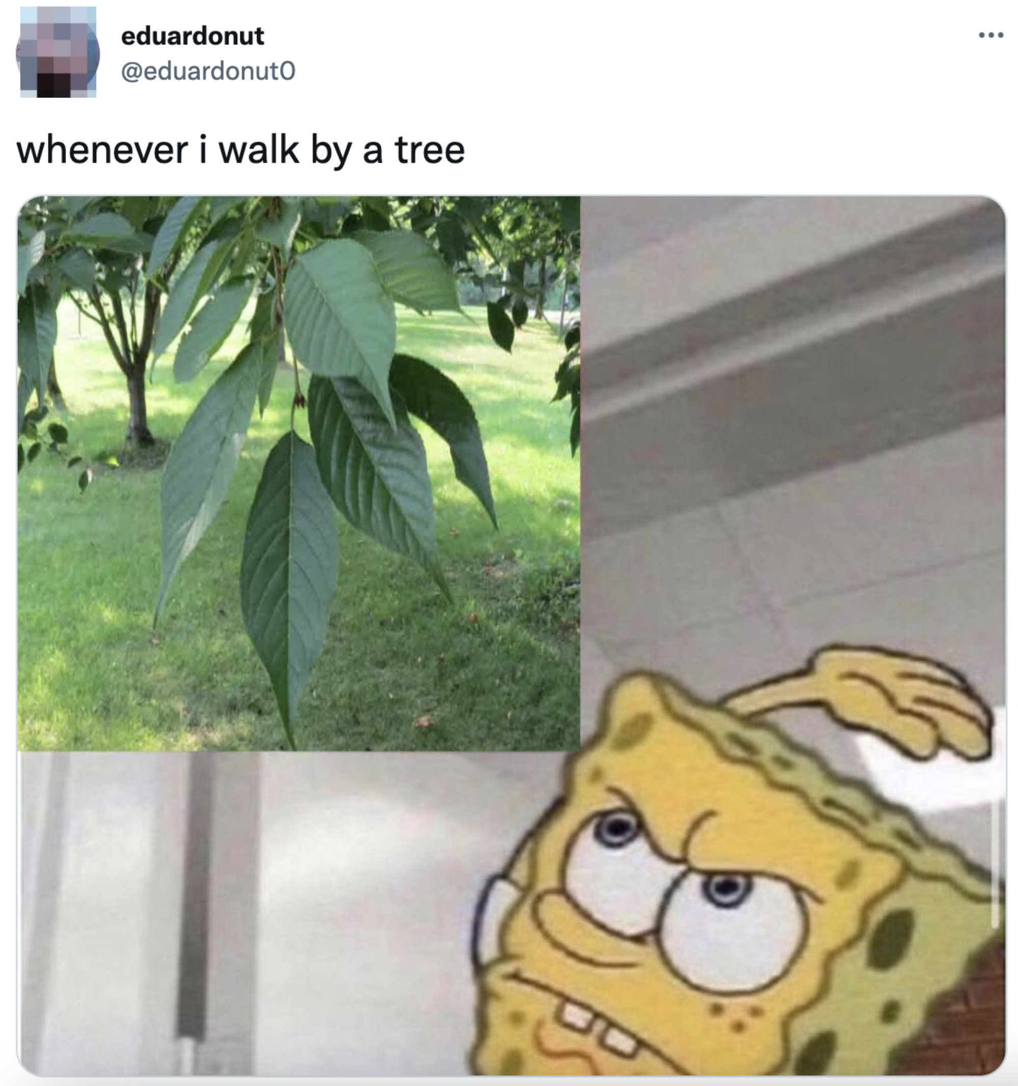 Tweet by @eduardonut0 with the text &quot;whenever i walk by a tree&quot; above an image of a tree and a character from SpongeBob SquarePants reacting