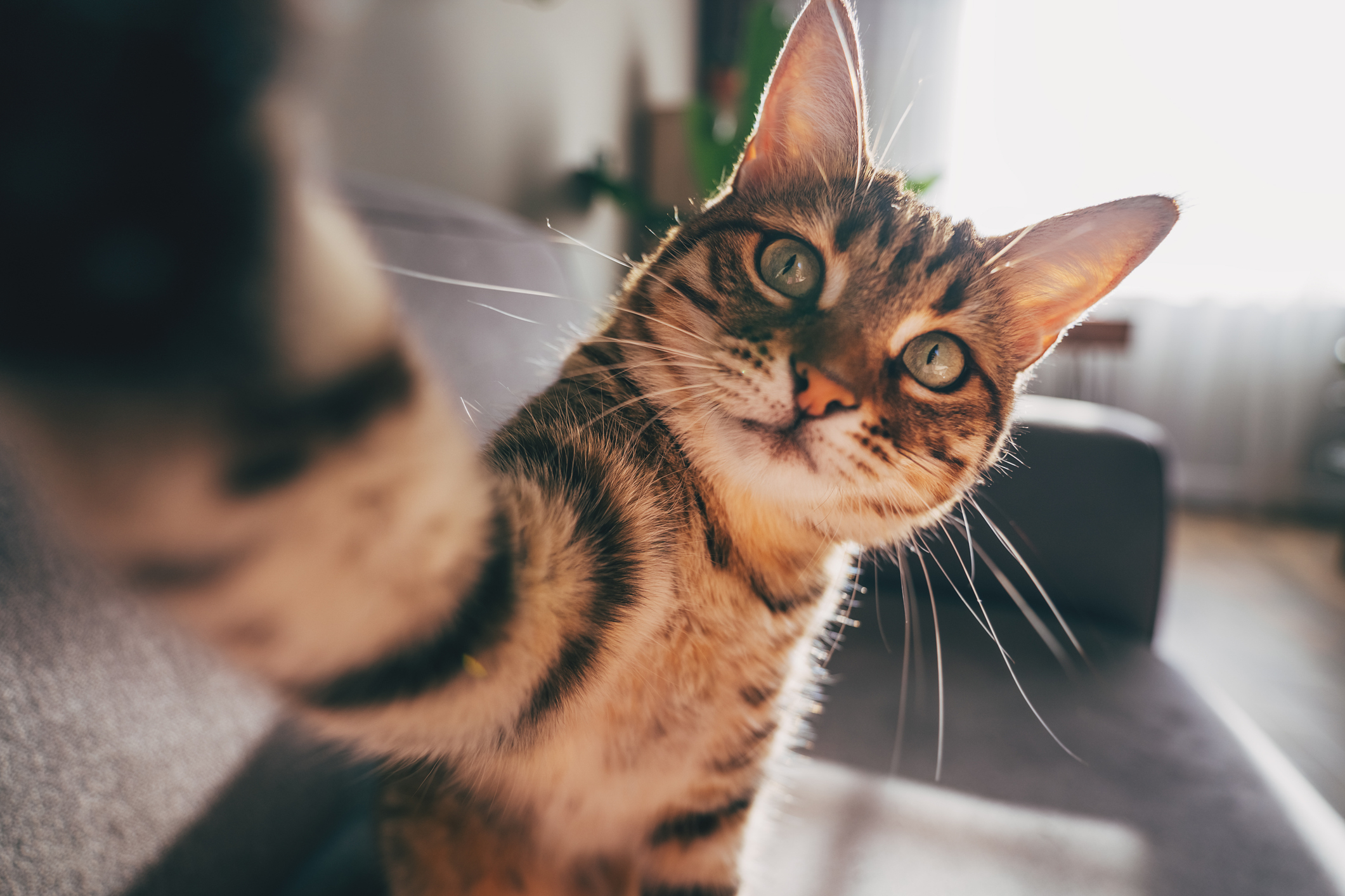Close-up of a tabby cat taking a selfie with its paw extended towards the camera, capturing a slightly curious expression