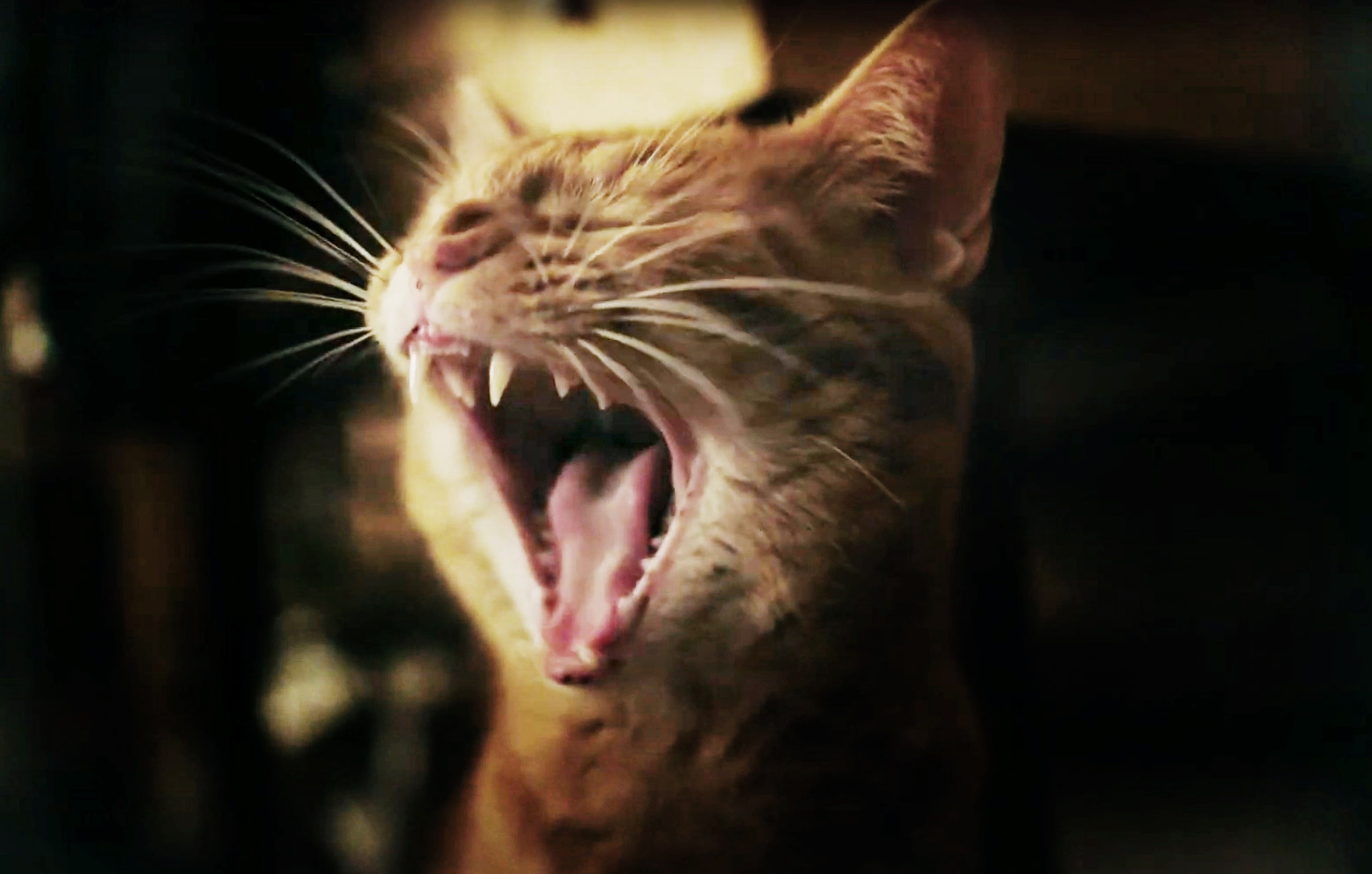 A yawning orange cat with whiskers spread wide and its mouth open, showing fangs