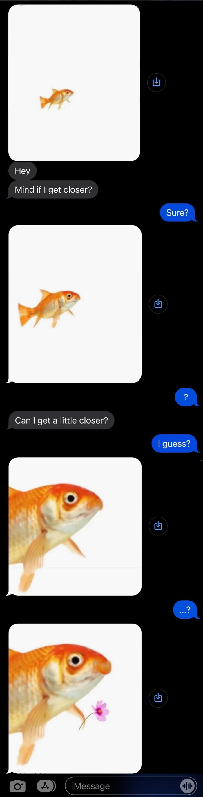 A funny text conversation showing a small goldfish gradually getting closer. The fish ends up holding a pink flower