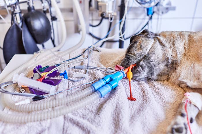 A pug lies unconscious on a veterinary operating table, surrounded by medical equipment and tubes
