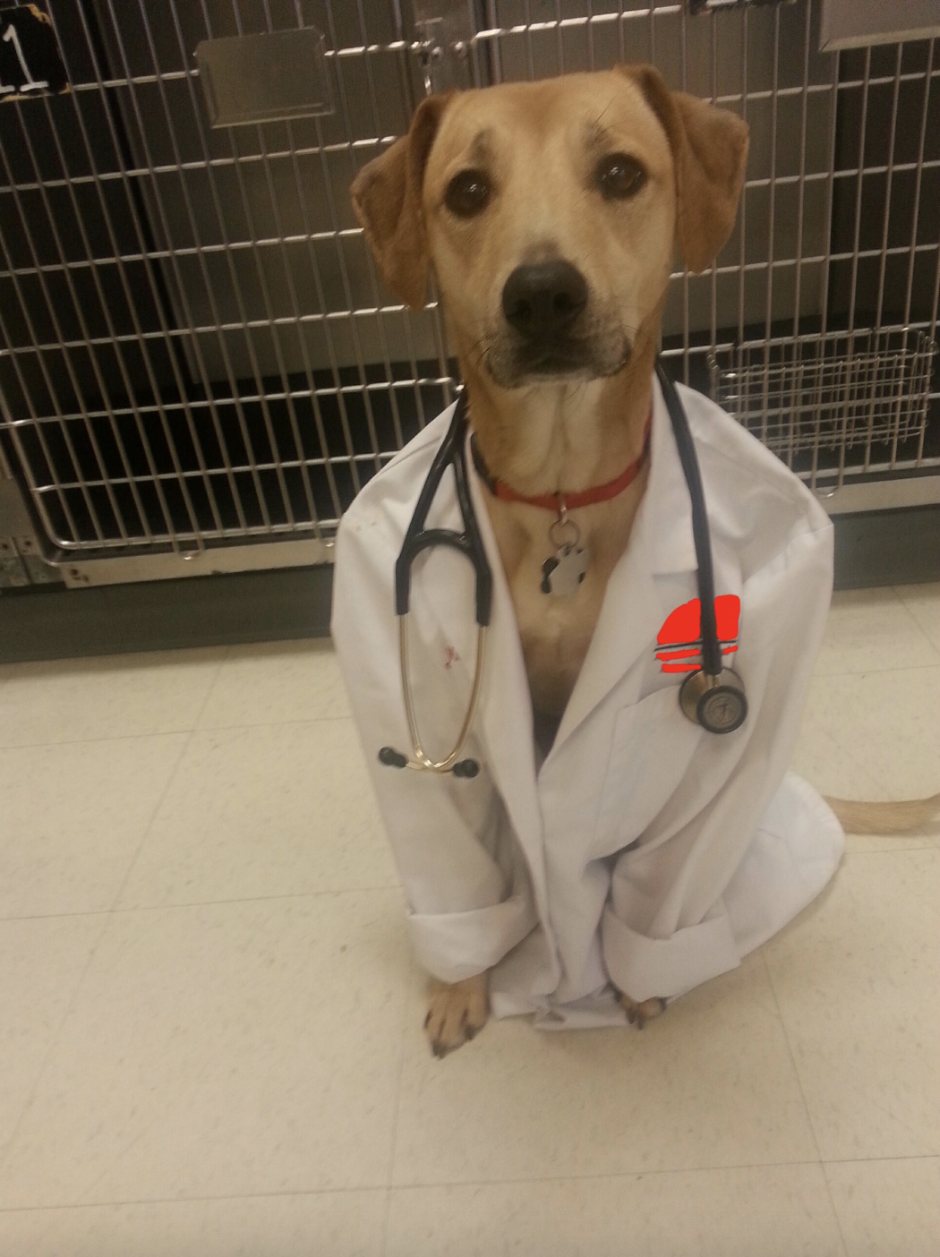 A dog is wearing a doctor's lab coat and a stethoscope around its neck, sitting in front of a kennel