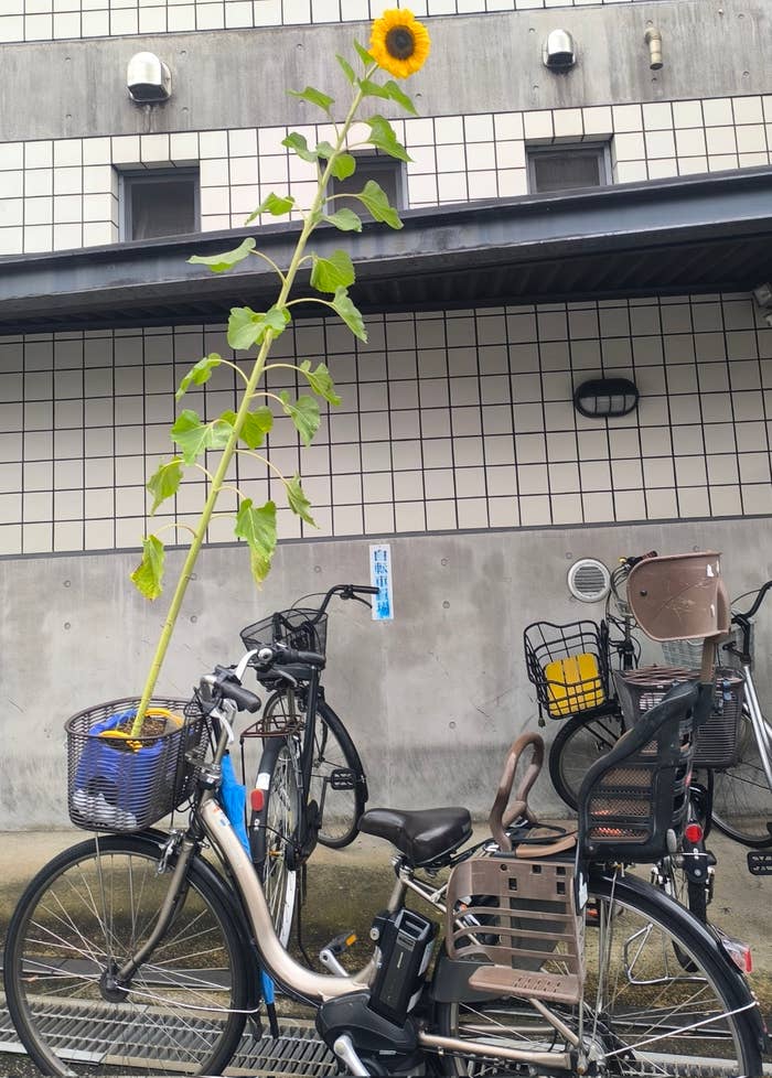 自転車の前かごにひまわりの植物が植えられている駐輪場の様子