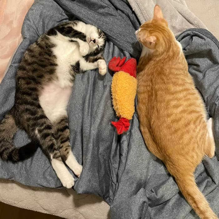 2匹の猫がベッドでリラックスしています。茶色い猫が右側、白黒の猫が左側に寝ています。