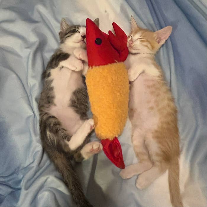2匹の子猫がベッドで赤いおもちゃの魚を抱えて寝ています。