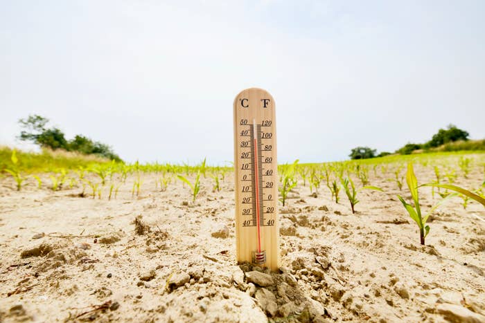 Thermometer in dry, cracked soil showing high temperature; sparse young plants surround it, illustrating drought conditions and extreme heat