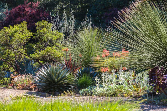 A lush garden landscape featuring a variety of plants, including agave, yucca, and other succulents amid tall grasses and shrubs