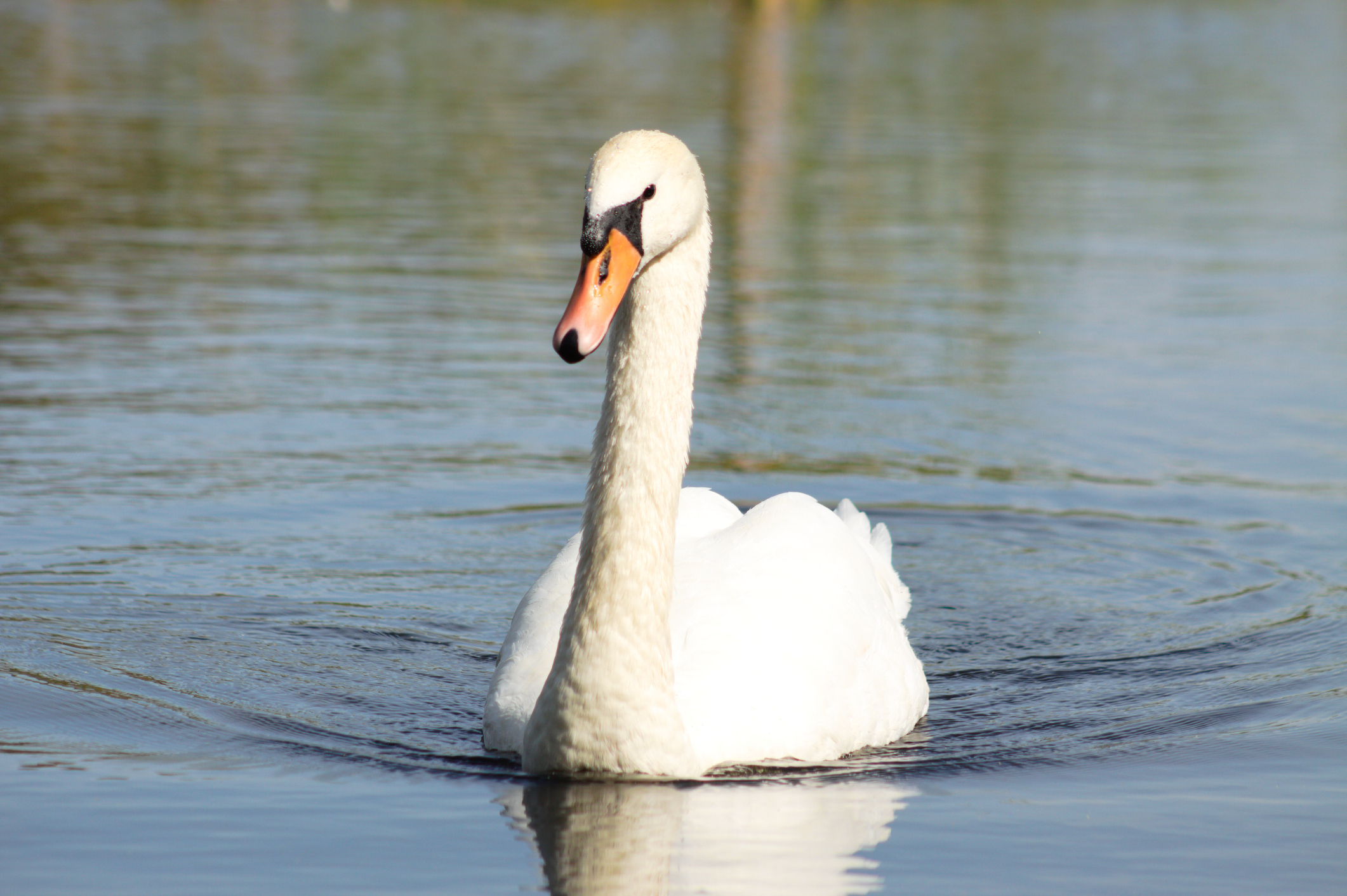 A serene swan floats peacefully on calm water in a picturesque outdoor setting
