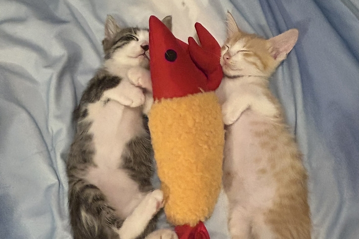 2匹の子猫がベッドで赤いおもちゃの魚を抱えて寝ています。