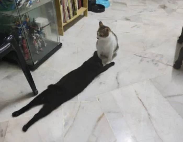 Two cats in a room, one black cat lying on the floor and one white and brown cat sitting. In the background, a bookshelf and a cabinet with figurines are visible