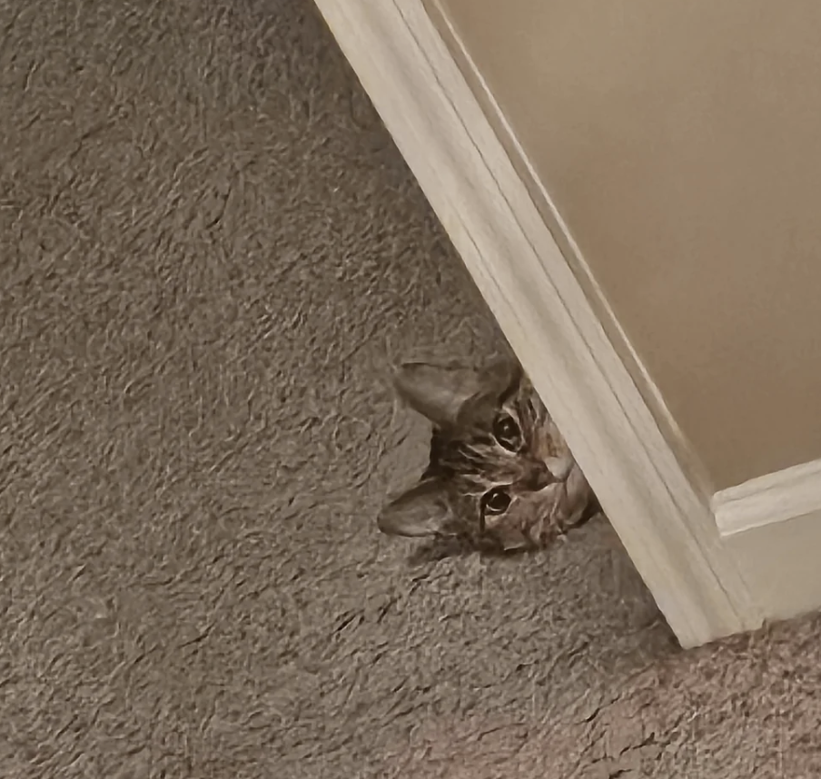 A cat peeking from behind a corner of a carpeted floor, only its head visible