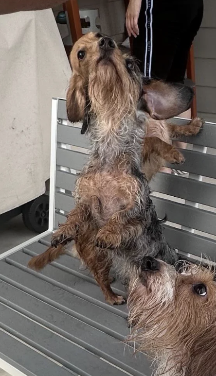 Three small dogs stand on a bench, looking up. A person with striped pants is near them