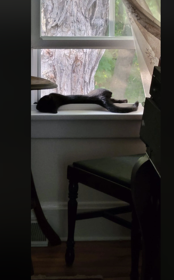 A black cat is stretched out sleeping on a window sill with a tree visible outside