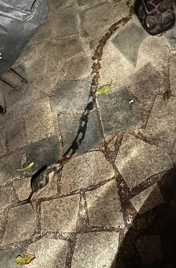 Snail on a cobblestone path with a visible trail behind it. Scattered leaves are on the ground