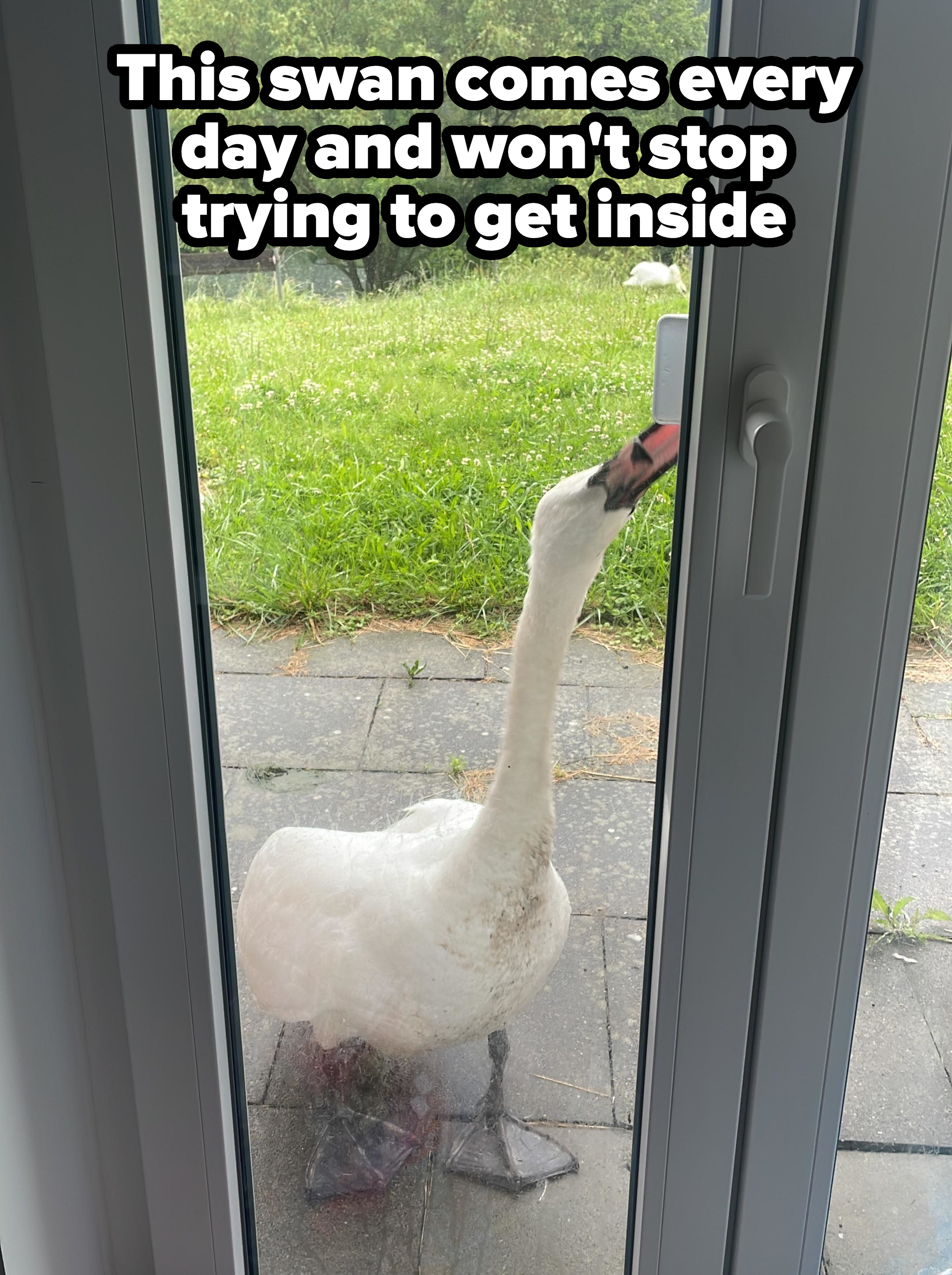 Swan standing outside a glass door, pecking at the door handle, with a grassy area visible in the background