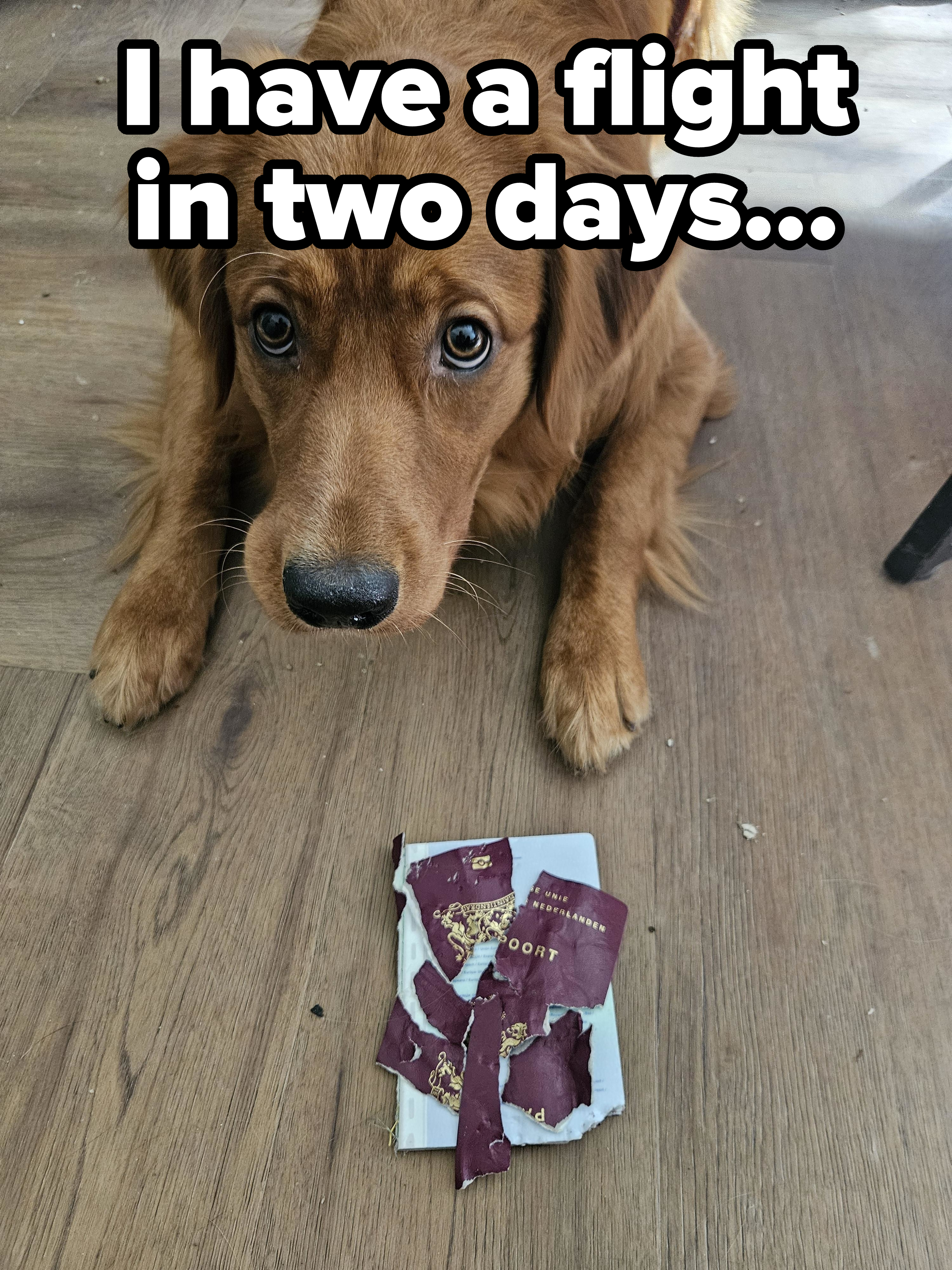 A dog looks up while lying on a wooden floor next to torn pieces of what appears to be chocolate packaging
