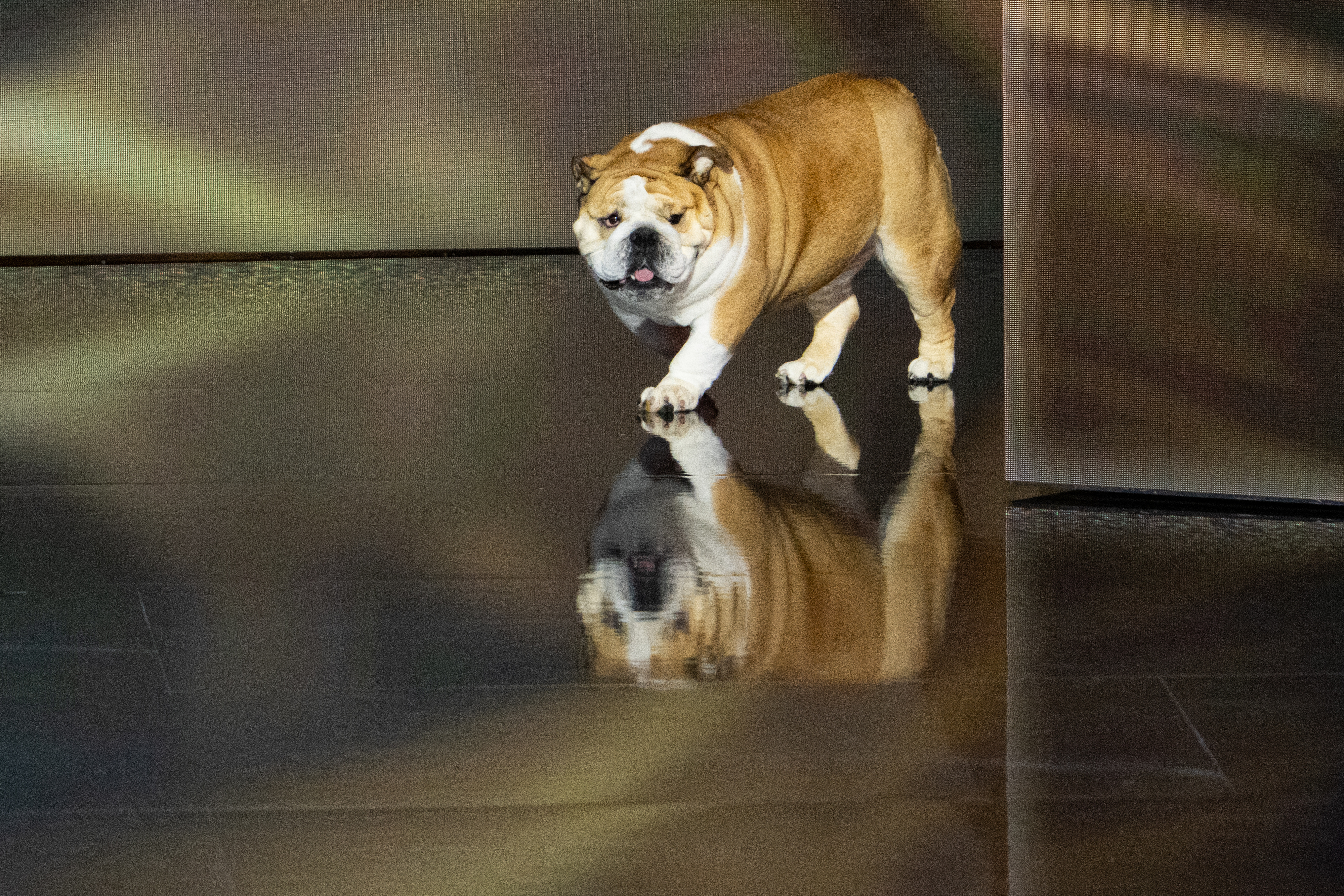 A bulldog walks on a glossy floor, showing its reflection