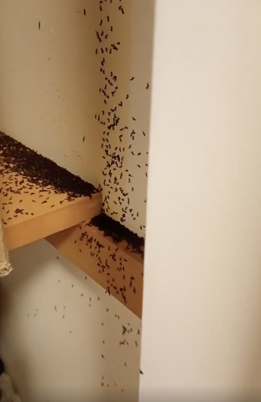 An overwhelming number of ants swarm on shelves and in corners of a room, creating a dense trail