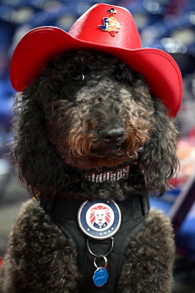 A black poodle wearing a red cowboy hat with an American flag badge and a harness with a patriotic lion badge sits facing the camera