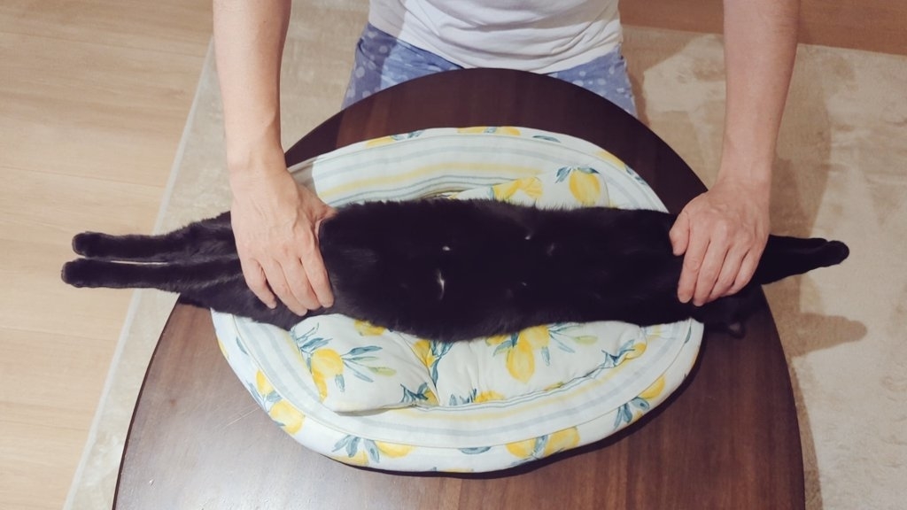 猫ベッドの上でリラックスする百くん