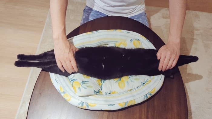 猫ベッドの上でリラックスする百くん