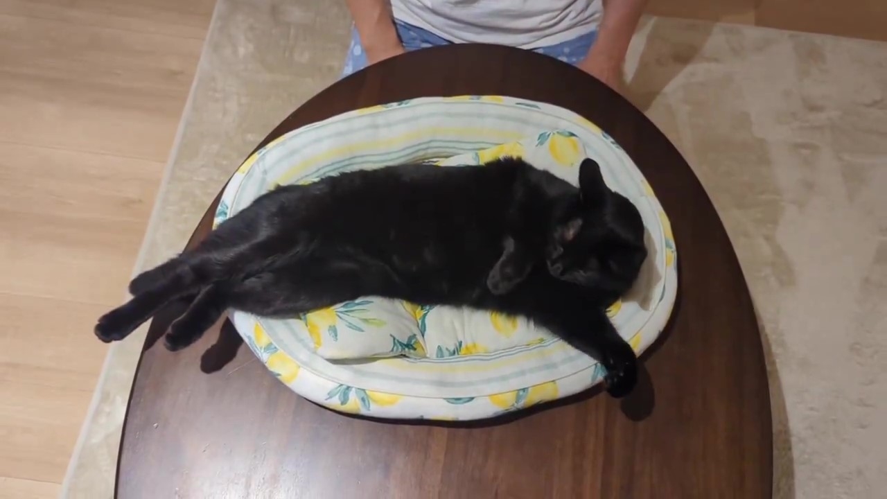 体を起こした百くん