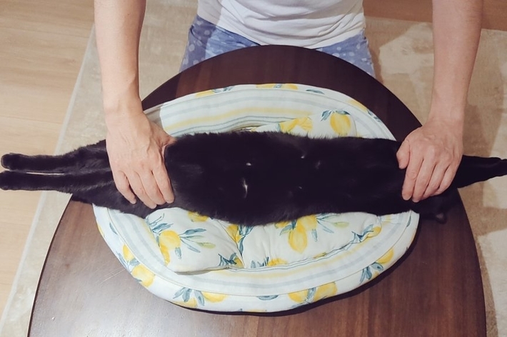 猫ベッドの上でリラックスする百くん