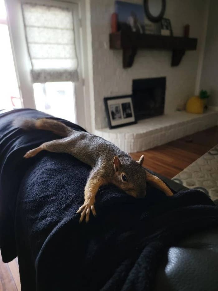 A squirrel is lying sprawled on the backrest of a couch in a living room