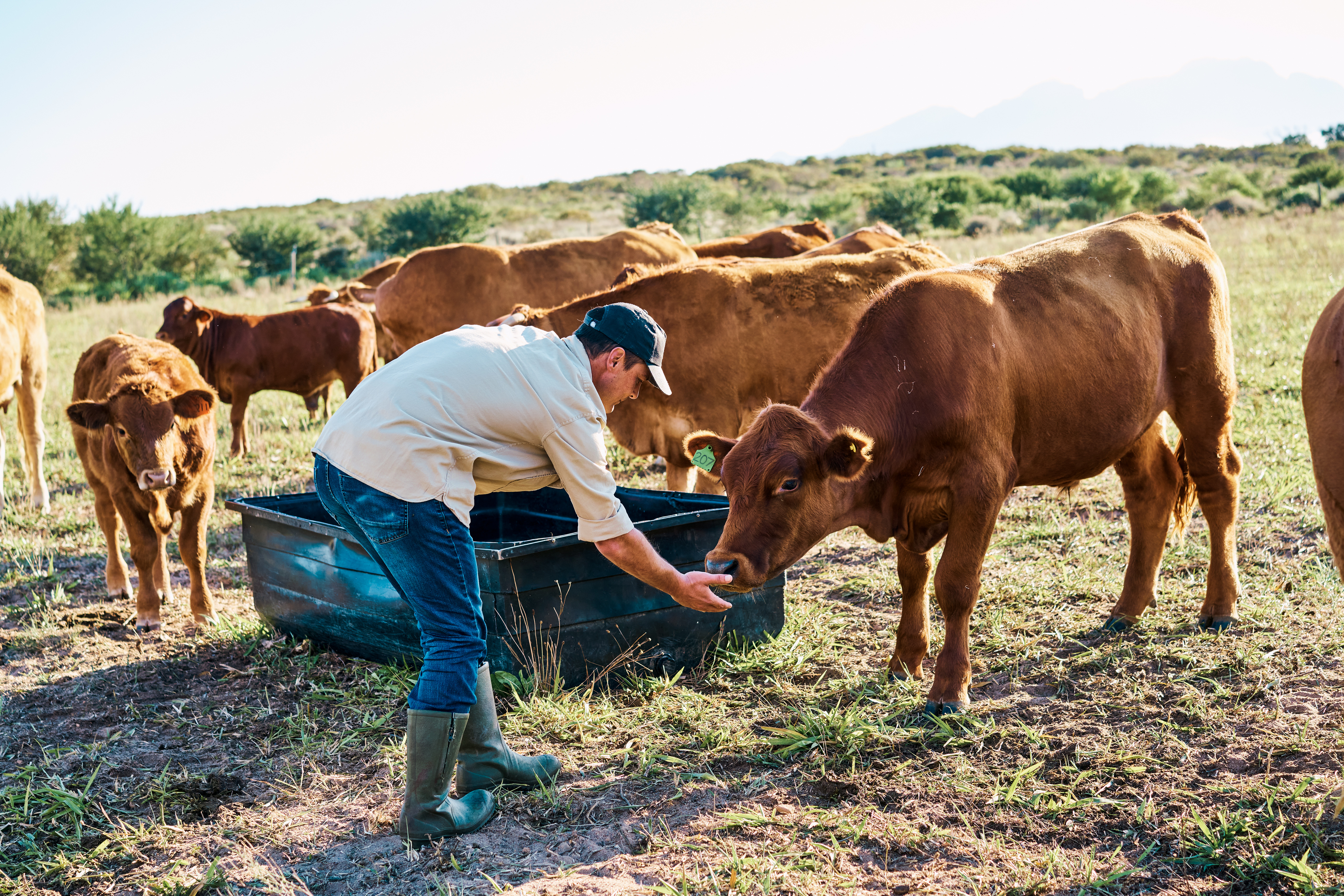 A farmer in boots and a cap feeds cows in a grassy field with a water trough in the background