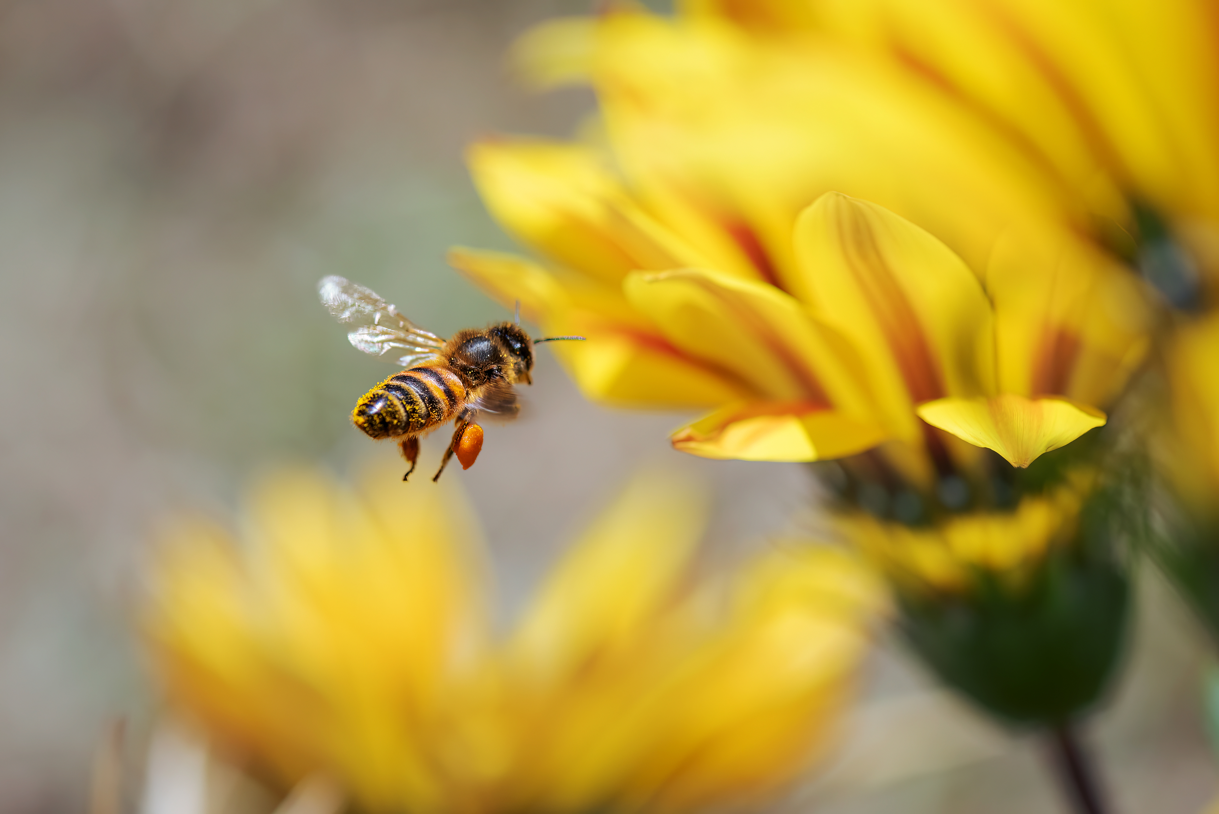 A bee is flying towards a yellow flower with several petals in focus