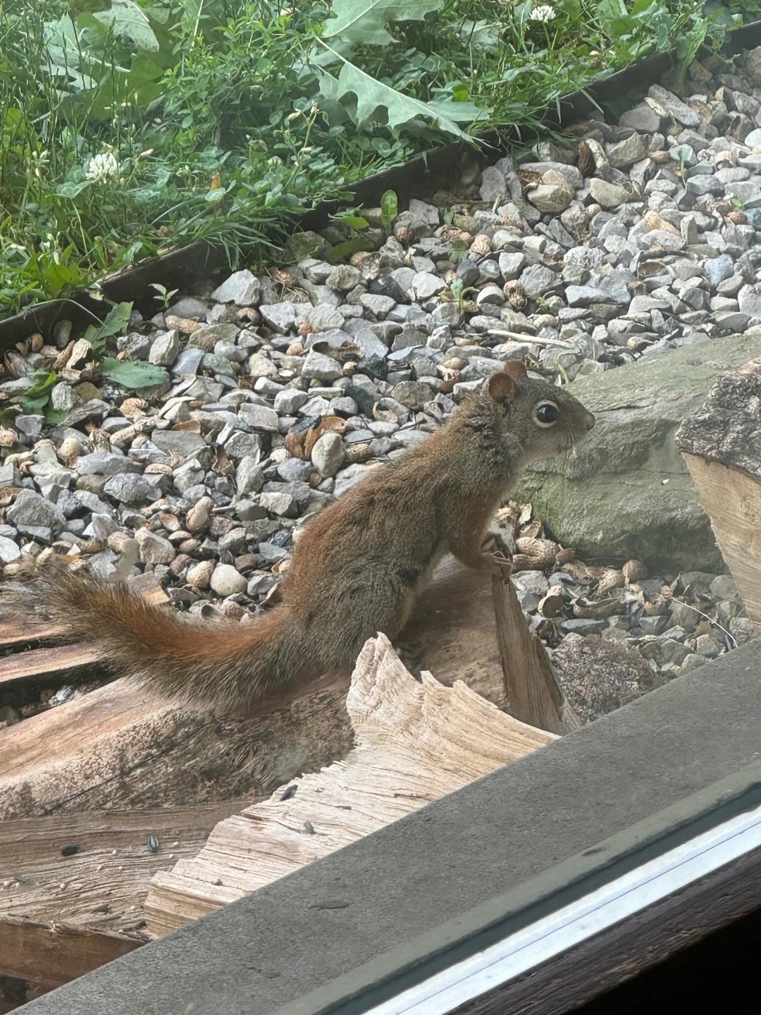 A small squirrel with big, round eyes stands on a piece of wood near a garden
