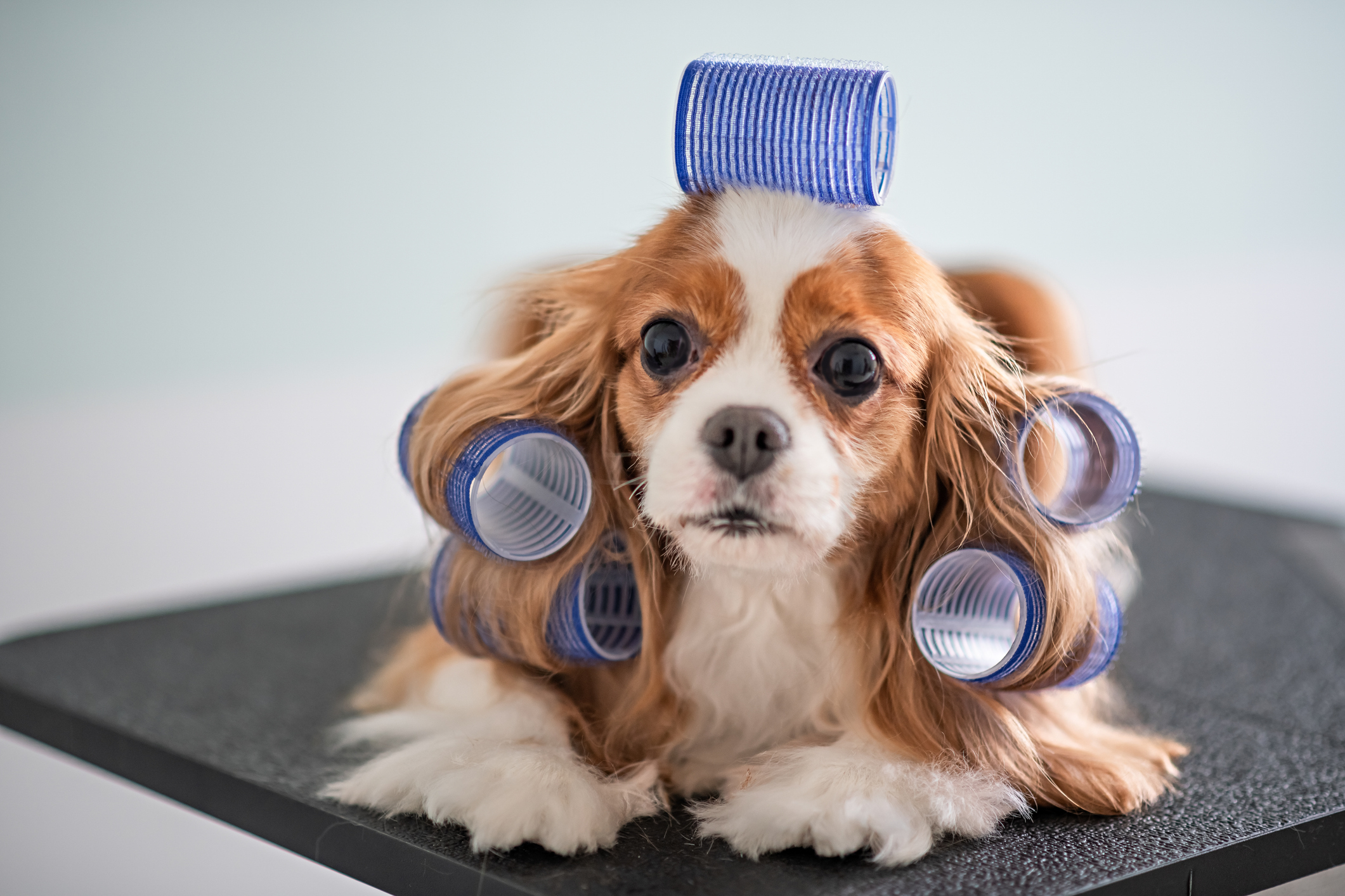 A Cavalier King Charles Spaniel with hair curlers in its fur lies on a grooming table