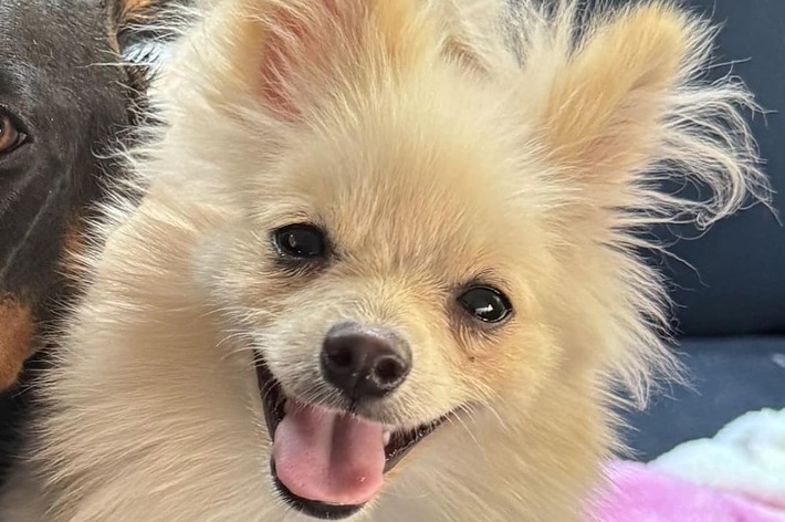 小型犬のポメラニアンが笑顔で座っている。背景にはカラフルな毛布が見える。