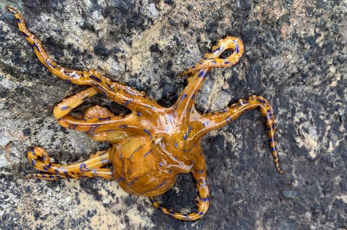 美しい海岸の風景。山と海の境界が見え、岩場と砂浜が広がる。天気は晴れ。