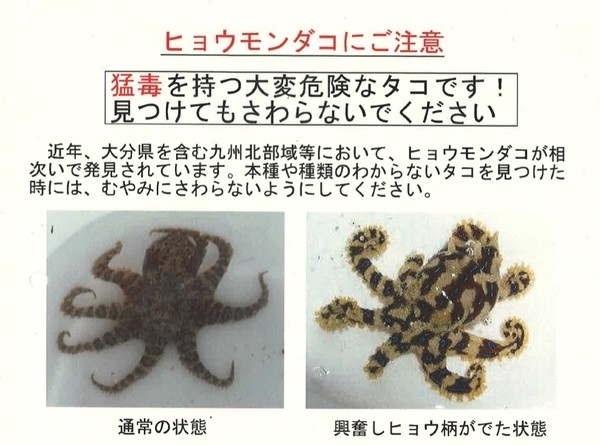 絵画】ネイチャーアート「オウギガイを襲うヒョウモンダコ」原画
