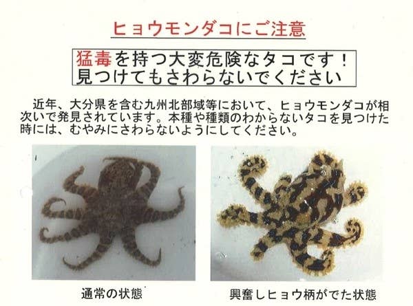 通常の状態と、興奮した状態 中津市サイトより