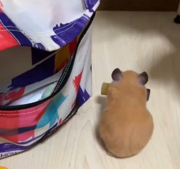 色とりどりのバッグの近くで立っている茶色のハムスター。