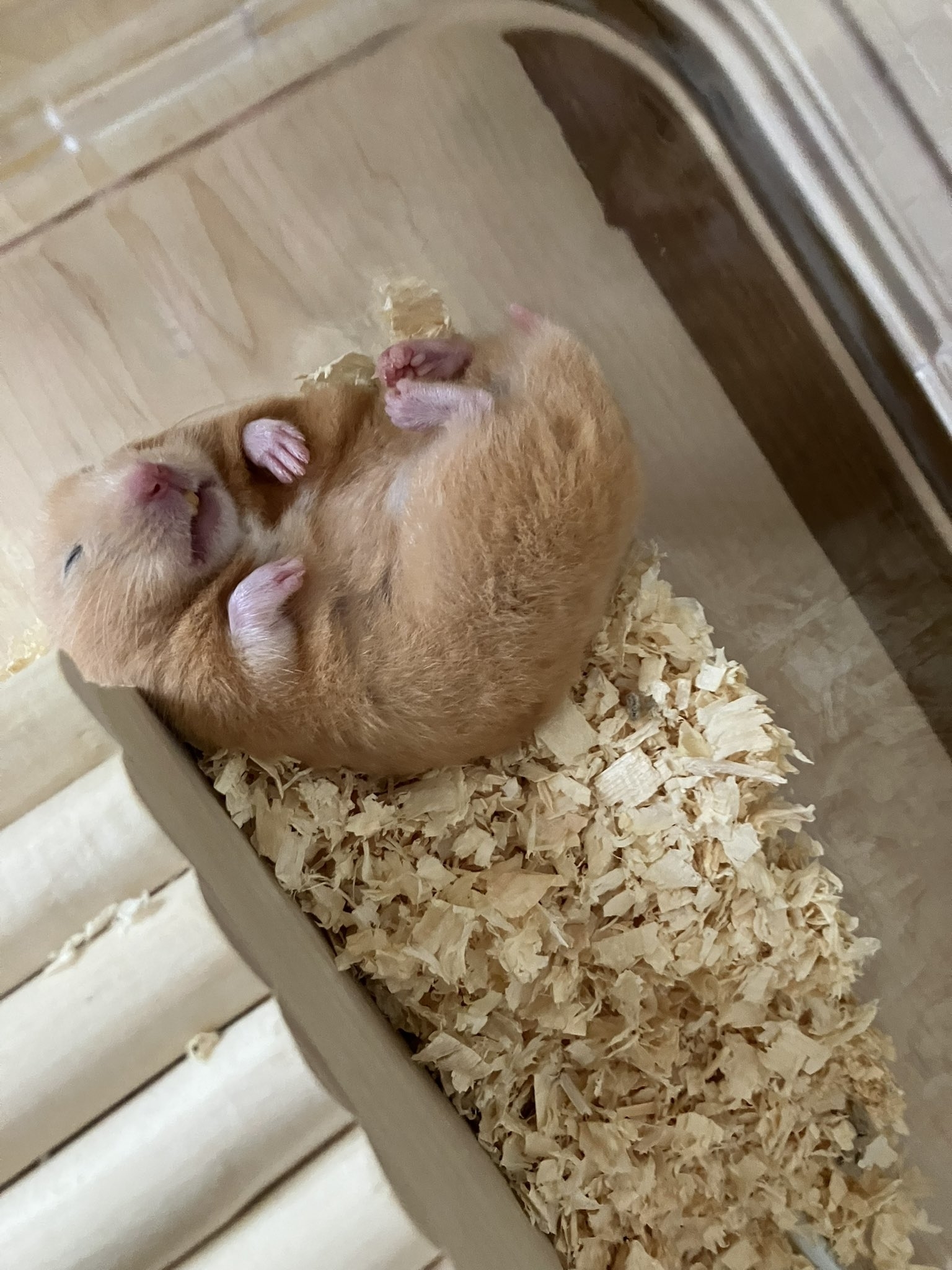 木製の床材の上で寝ている茶色のハムスター。